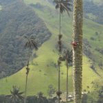 tall palm trees against a green hillside