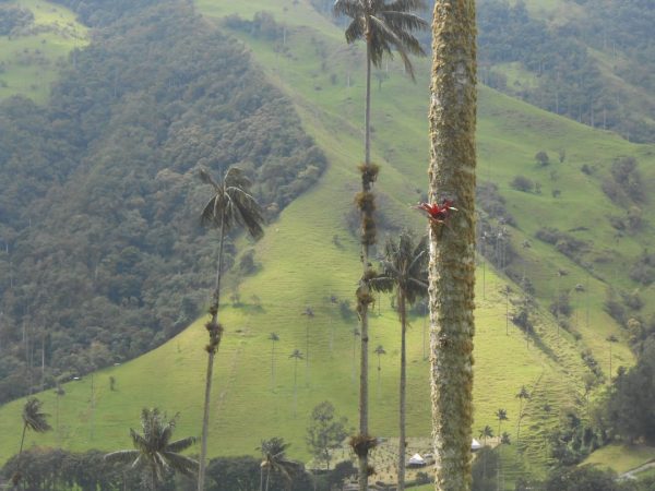 How Professional Tree Trimming Services Improve Landscape Health and Beauty