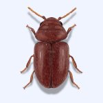 An illustration of a tobacco beetle, showcasing its distinct features and coloration.