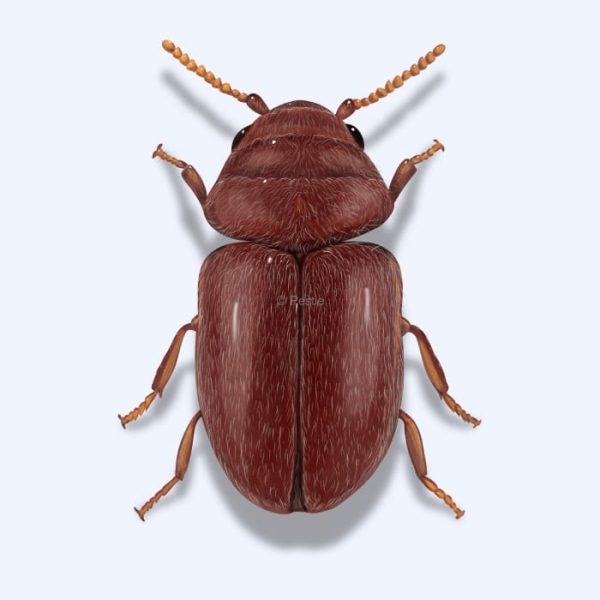 Effective Methods to Eliminate Tobacco Beetles and Maintain Pest-Free Storage Areas