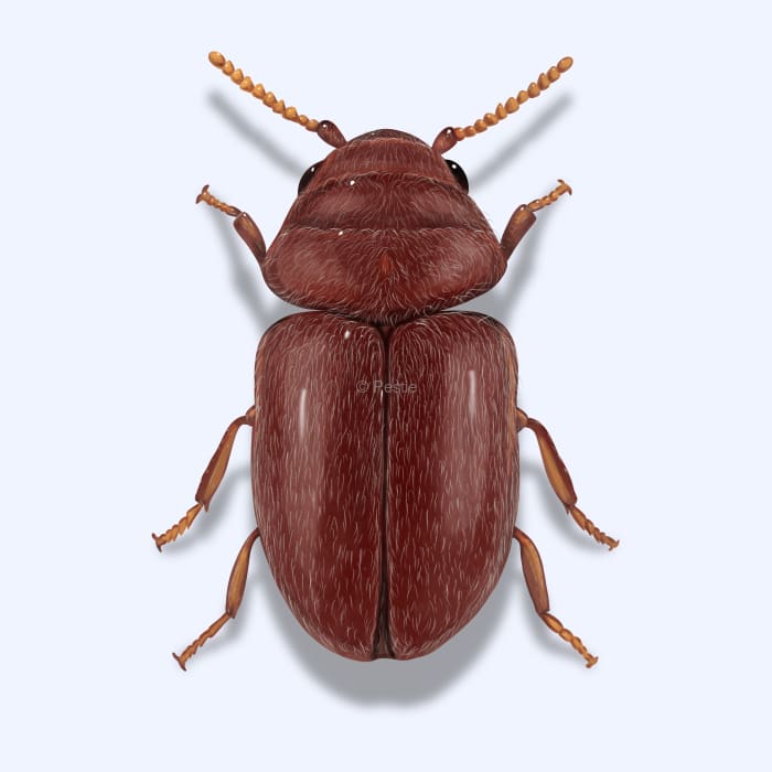 An illustration of a tobacco beetle, showcasing its distinct features and coloration.