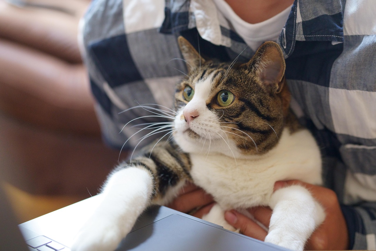 Cat, animal, work — Highlands Ranch Move-In and Move-Out Cleaning Experts