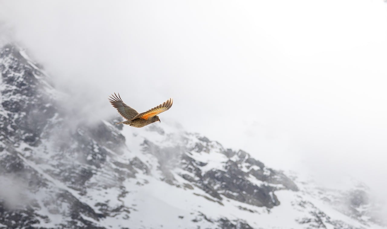 Bird, mountain, kea — Royal Reels Login on Mirror Domains for Unified Access 17-20