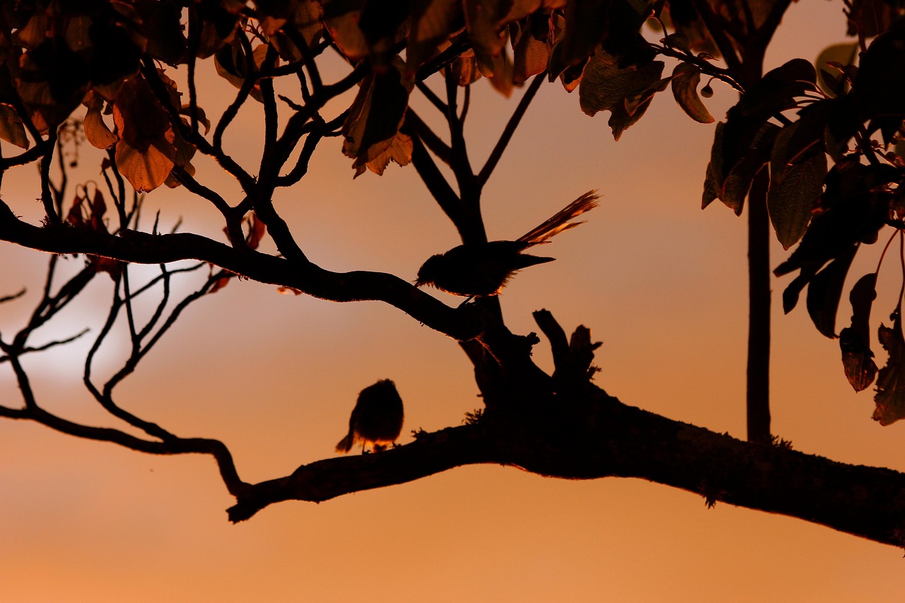 New zealand fantail, birds, silhouette — Unleashing the Potential of Jupiter Swap in 2023