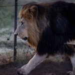 Big Five personality traits